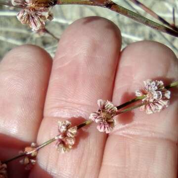 Imagem de Eriogonum gracile Benth.