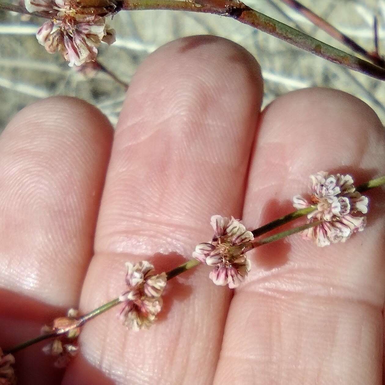 Image of slender woolly buckwheat