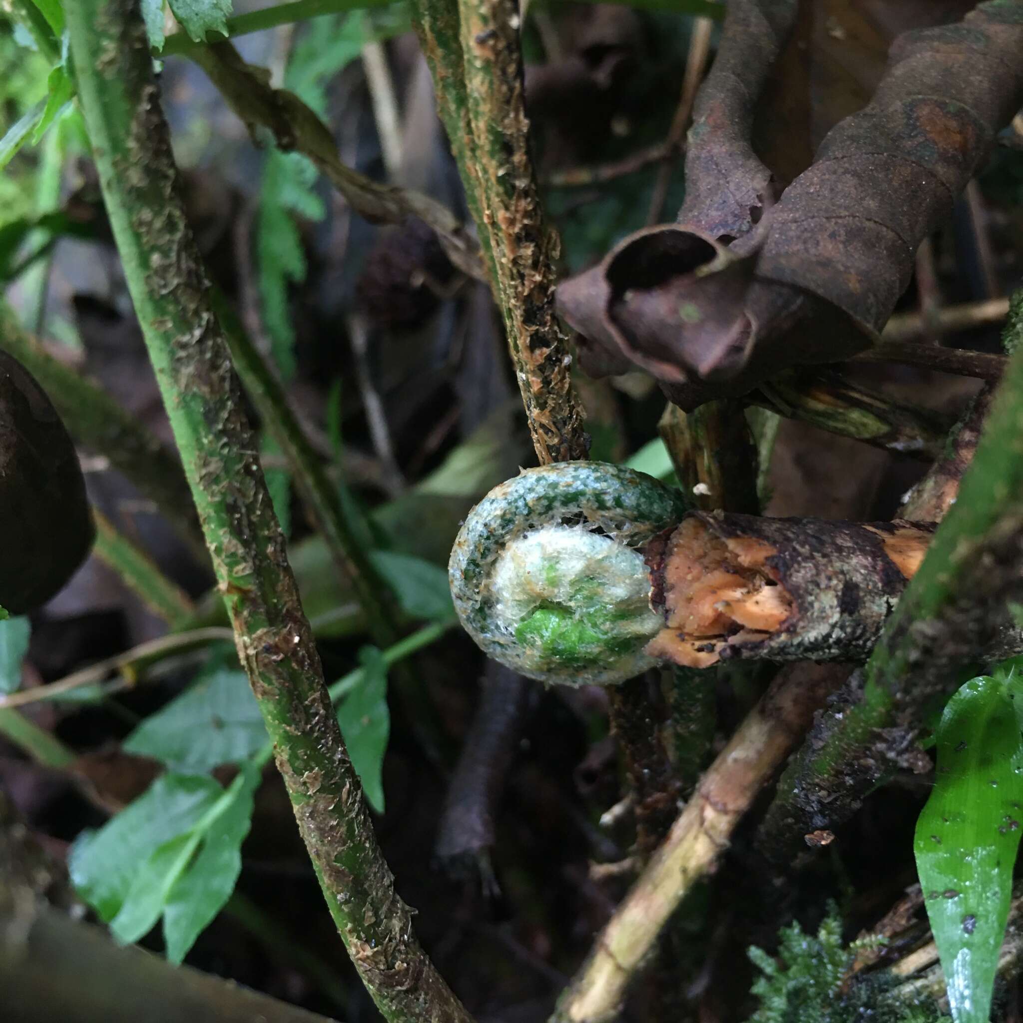 Imagem de Polystichum integripinnum Hayata