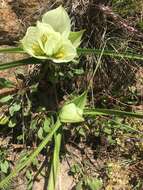 Image of African crocus