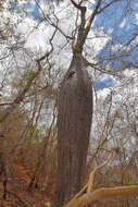 Image of Ceiba glaziovii (Kuntze) K. Schum.