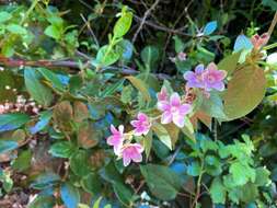 Image of Mandevilla pubescens (Willd. ex Roem. & Schult.) J. F. Morales