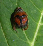 Image of Bolbocerosoma lepidissimum Brown 1928