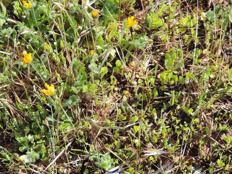 Plancia ëd Anthyllis lotoides L.