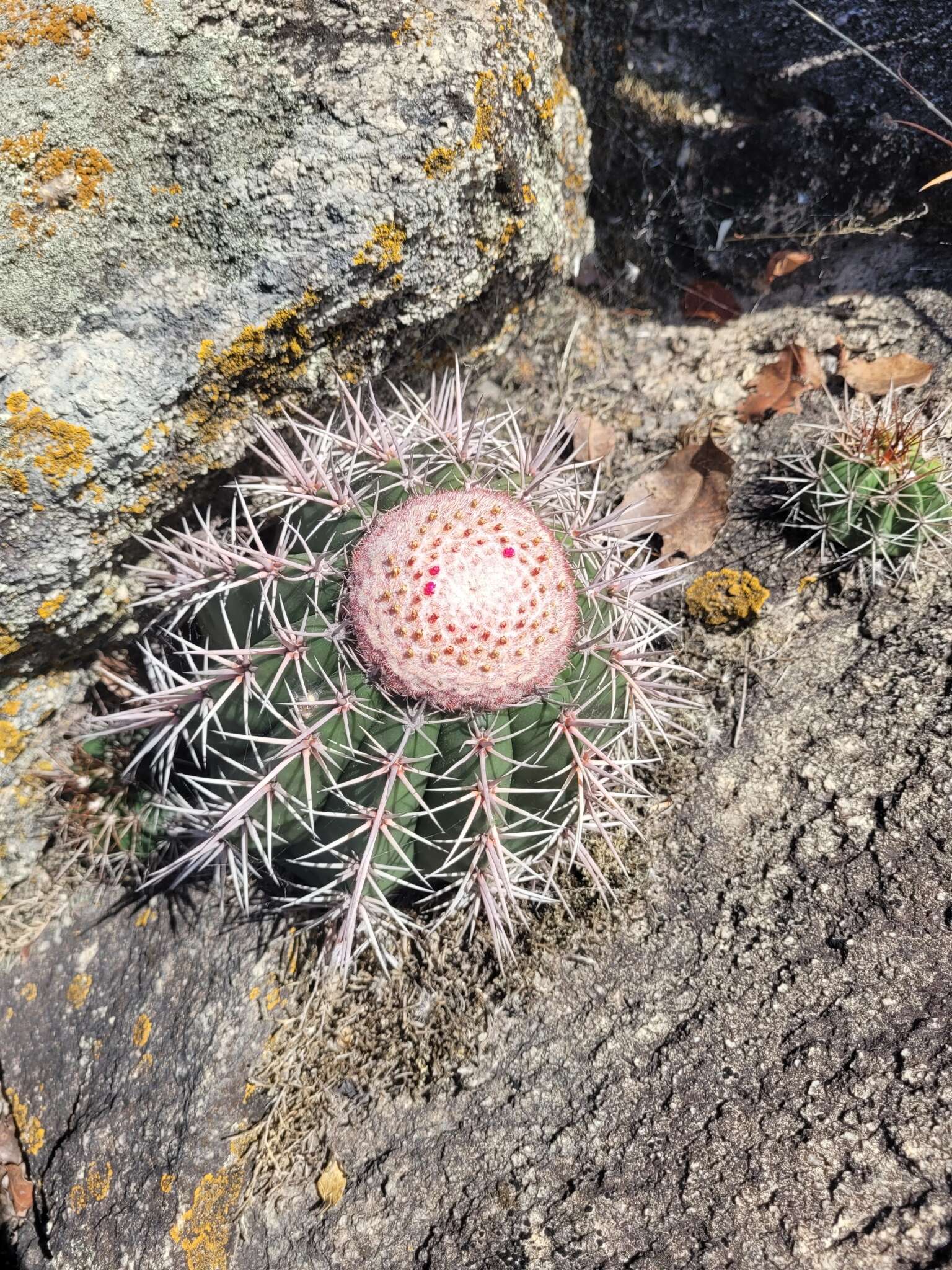 Imagem de Melocactus bahiensis subsp. amethystinus (Buining & Brederoo) N. P. Taylor