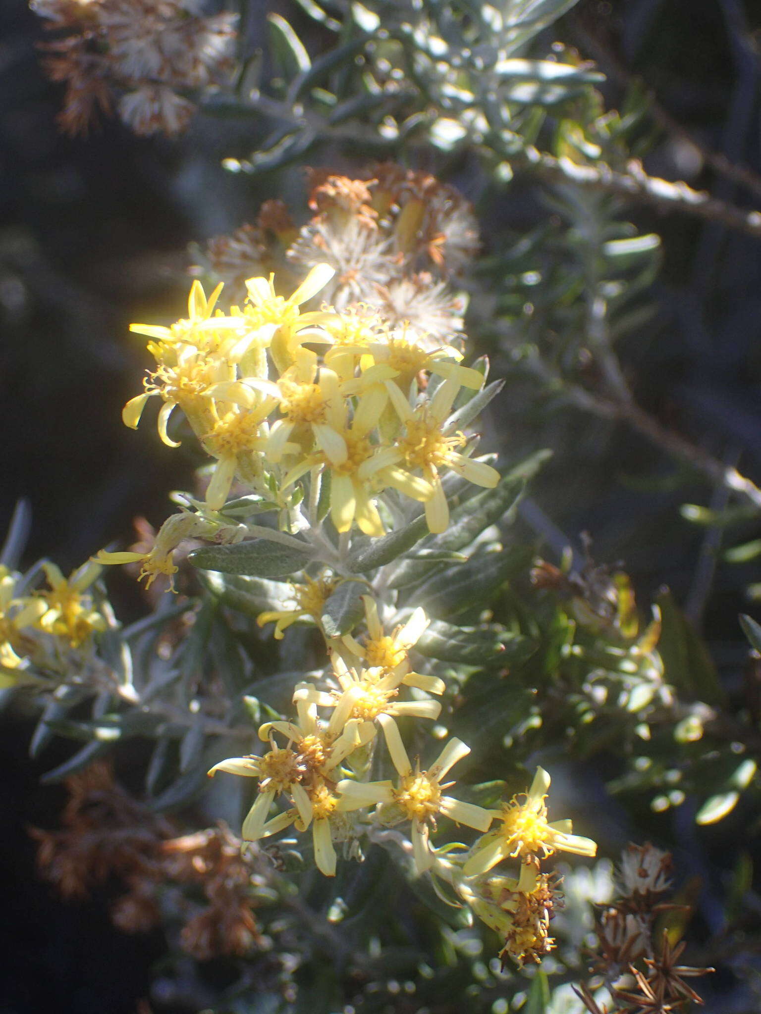 Image of Hubertia tomentosa Bory