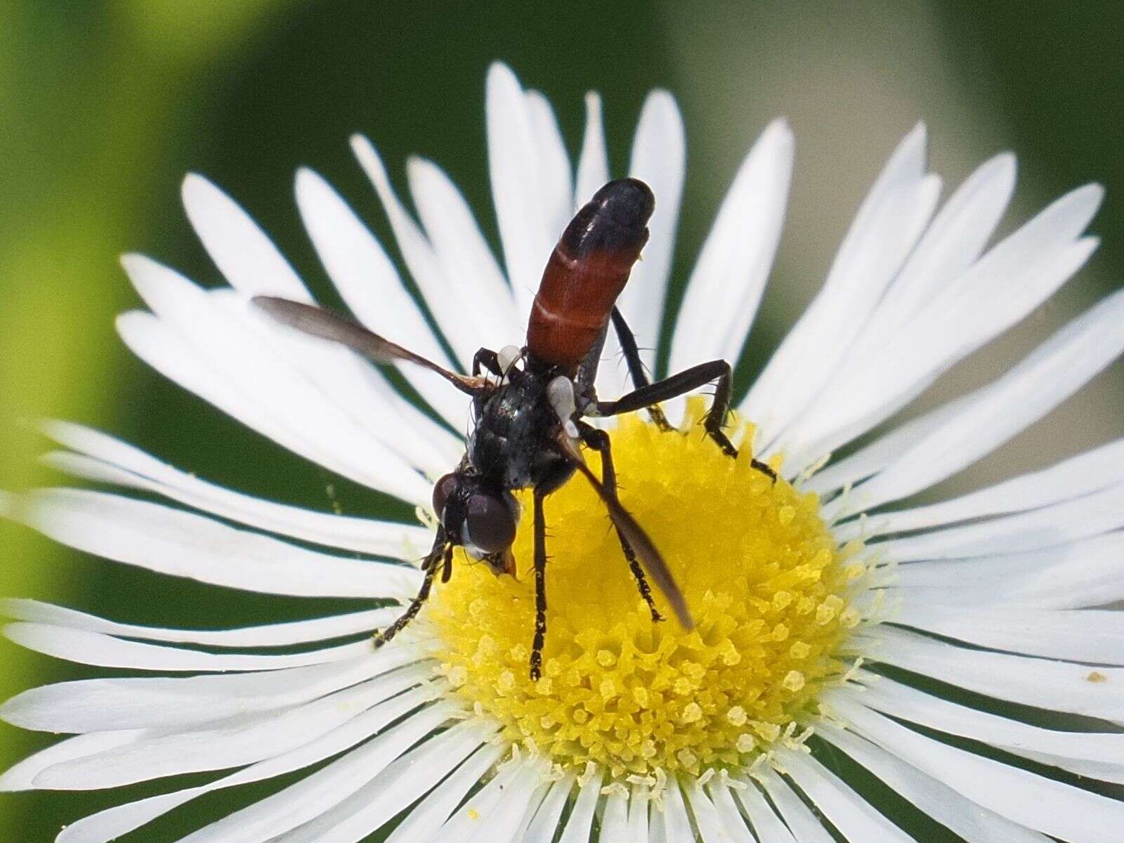 Image of Cylindromyia pusilla (Meigen 1824)