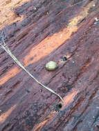 Image of Hedgehog arion