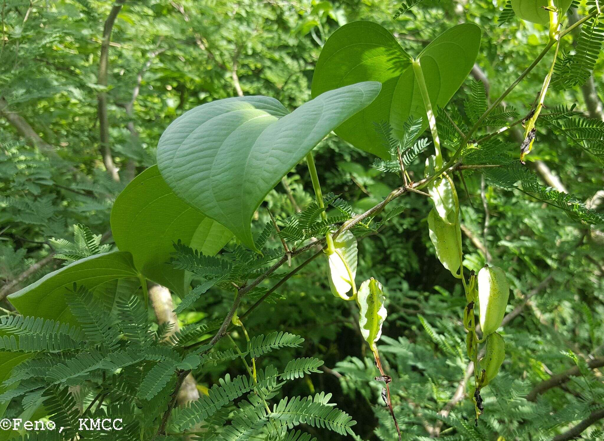 Image de Dioscorea buckleyana Wilkin