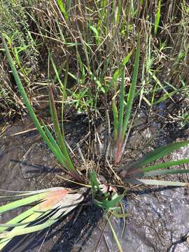 Image of Juncus polycephalus Michx.