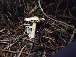 Image of Clitocybe sclerotoidea (Morse) H. E. Bigelow 1958