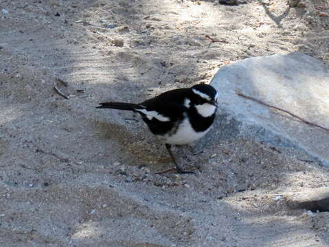 Image of Motacilla aguimp aguimp Temminck 1820