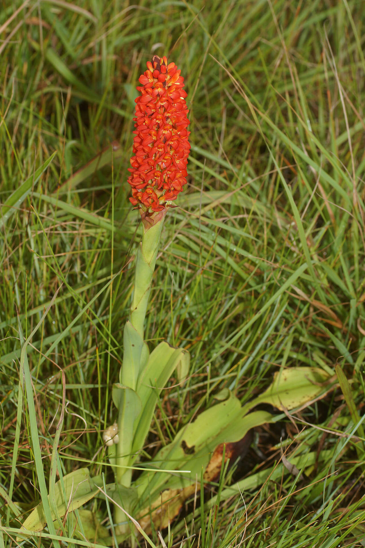 Image of Disa polygonoides Lindl.