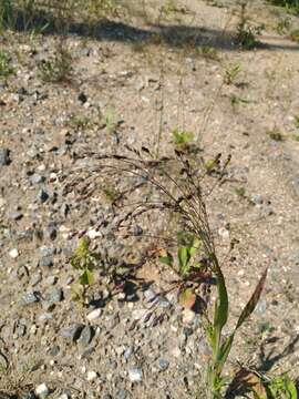 Image of broomcorn millet