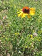 Image of Common perennial gaillardia