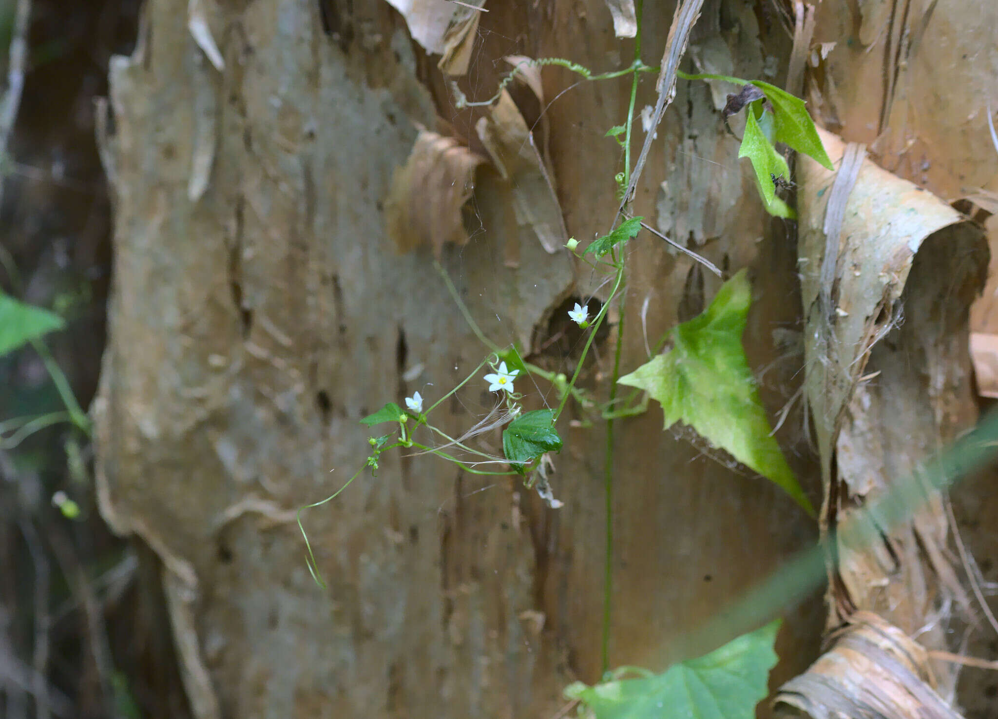 صورة Zehneria cunninghamii F. Müll.