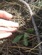 Image of yellow hawkweed