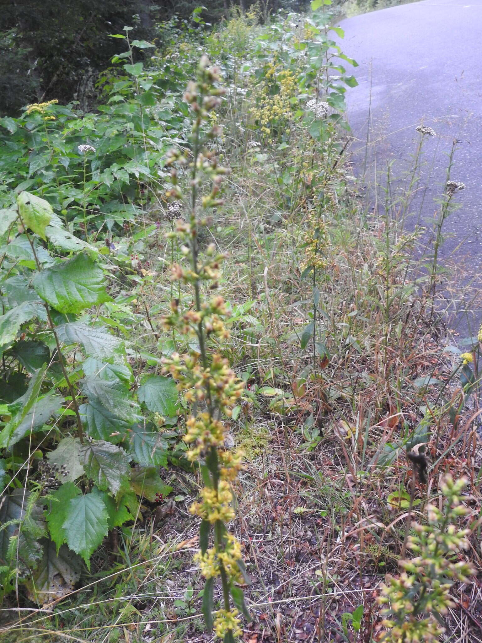 Imagem de Solidago hispida var. hispida