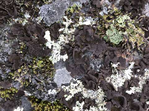 Image of Peppered rock tripe lichen