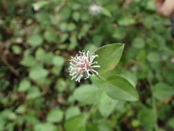 Image of Pertya scandens (Thunb.) Sch. Bip.