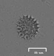 Image of Pseudopediastrum