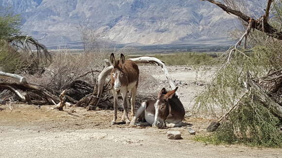 Image of Ass -- Feral donkey