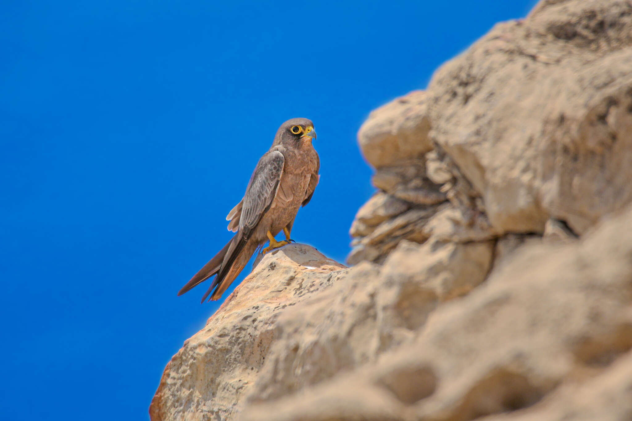 Image of Sooty Falcon