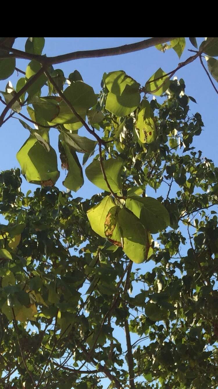 Imagem de Guettarda speciosa L.