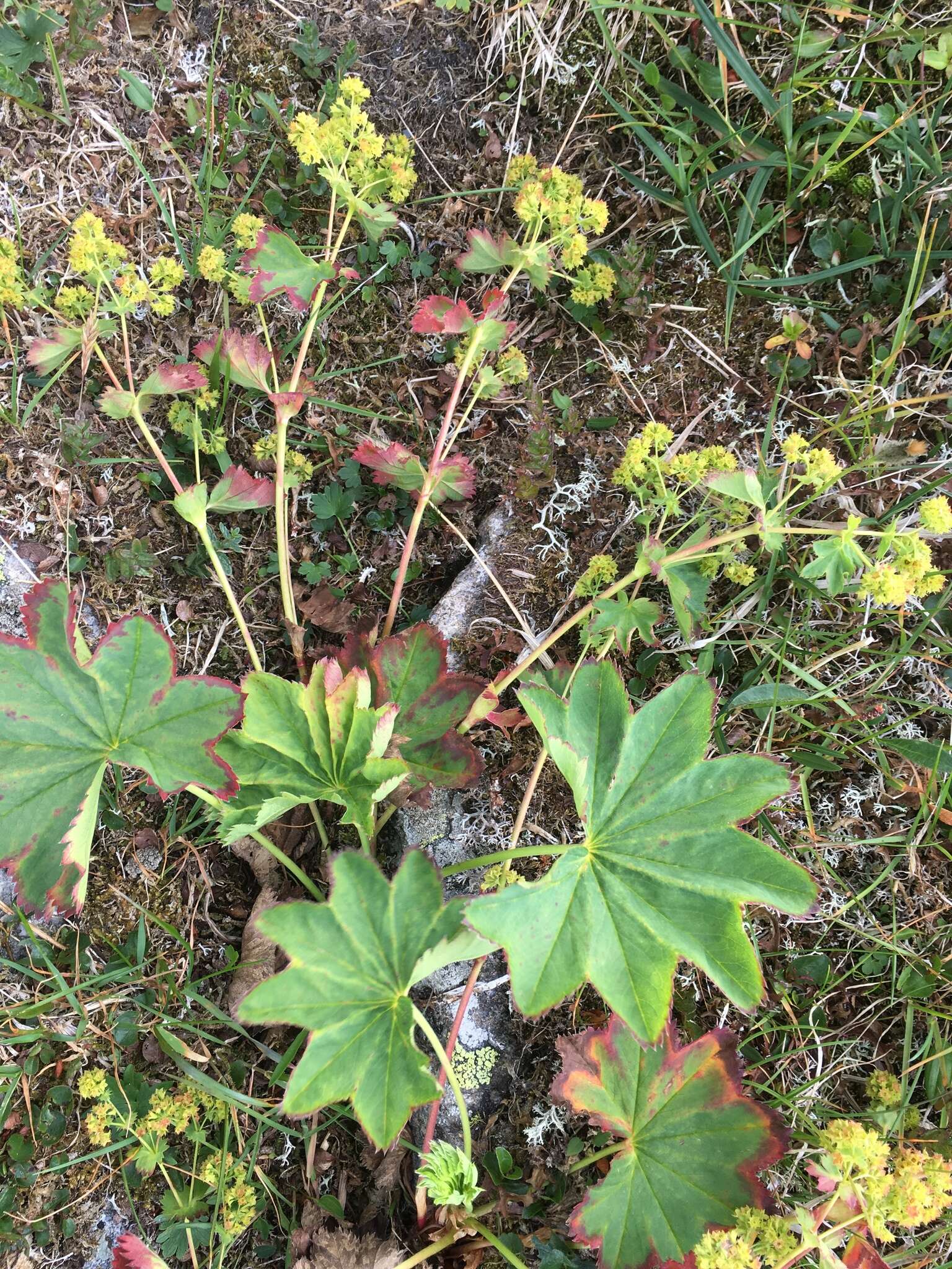 Image of clustered lady's mantle