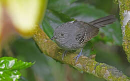 Image of Parker's Antbird