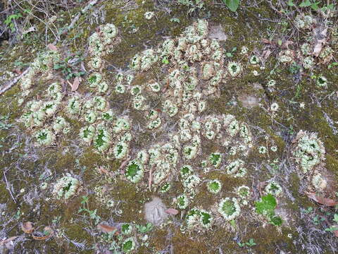 Слика од Selaginella pilifera A. Br.