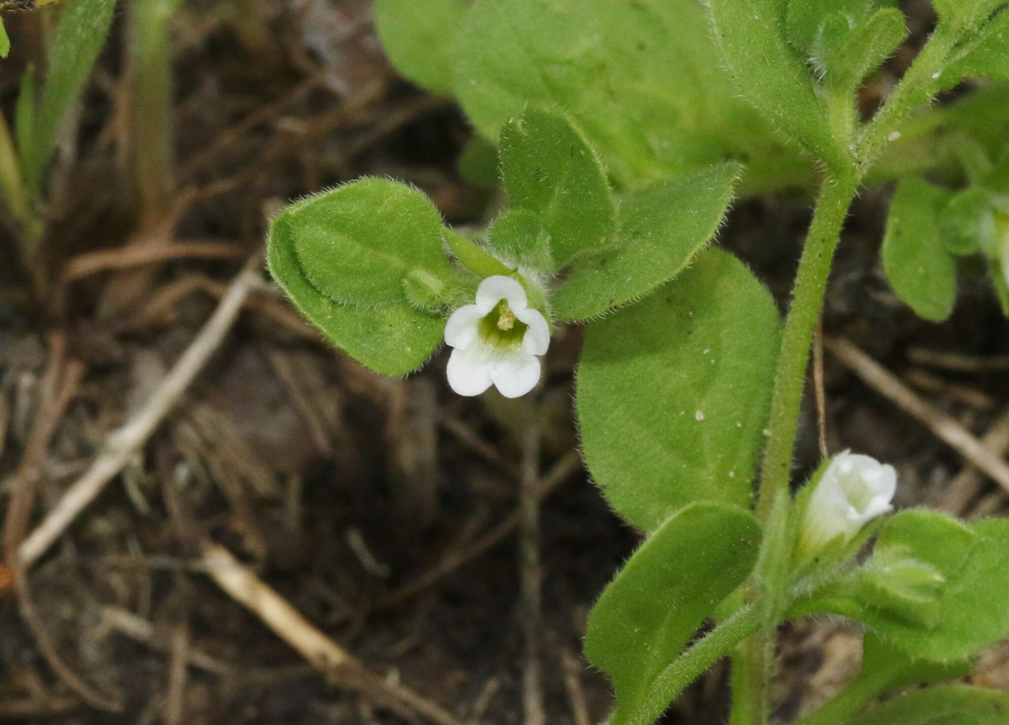 Image of Nama jamaicensis L.