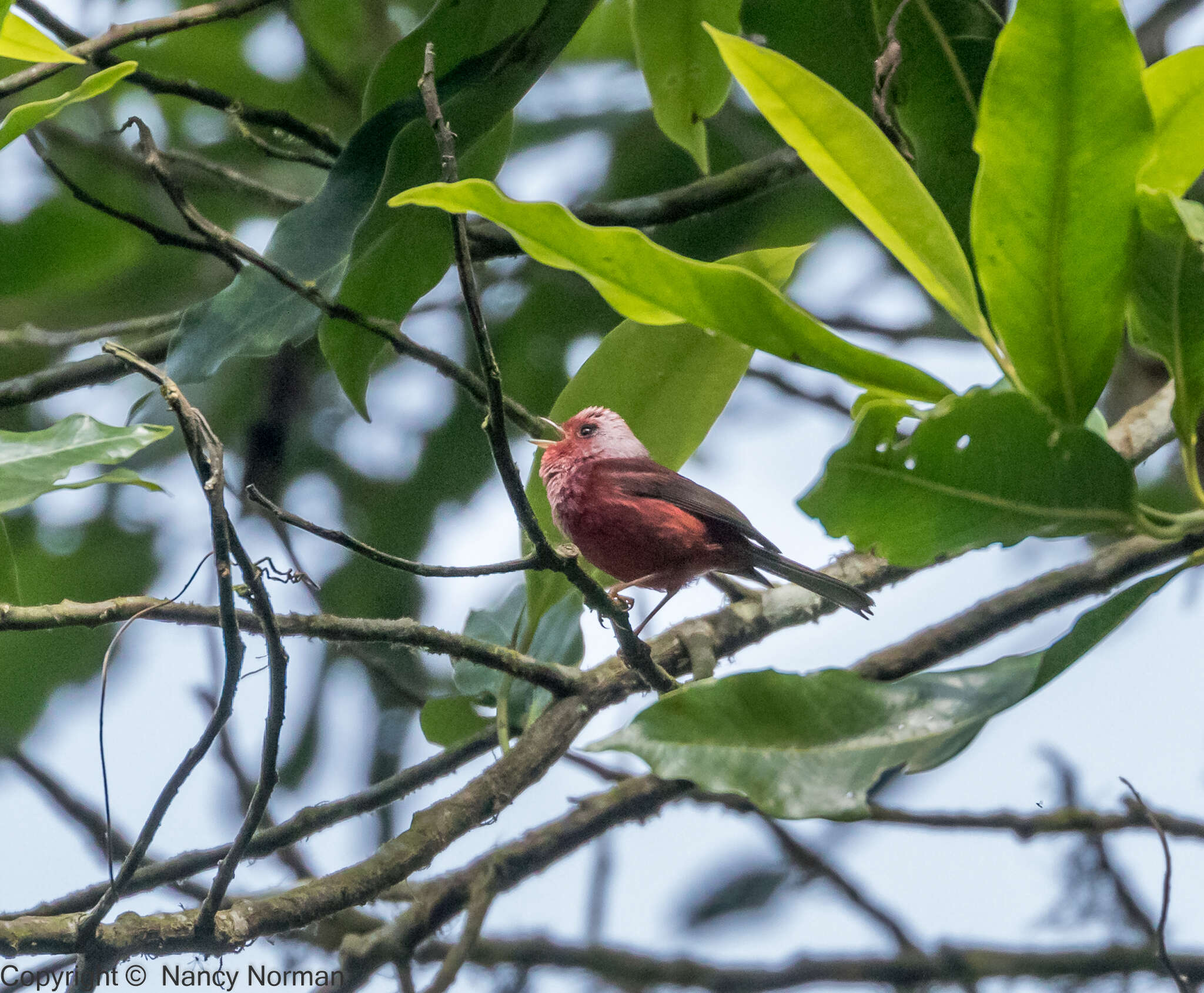 Image of Pink-headed Warbler