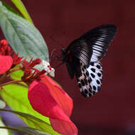 Image of Blue Mormon