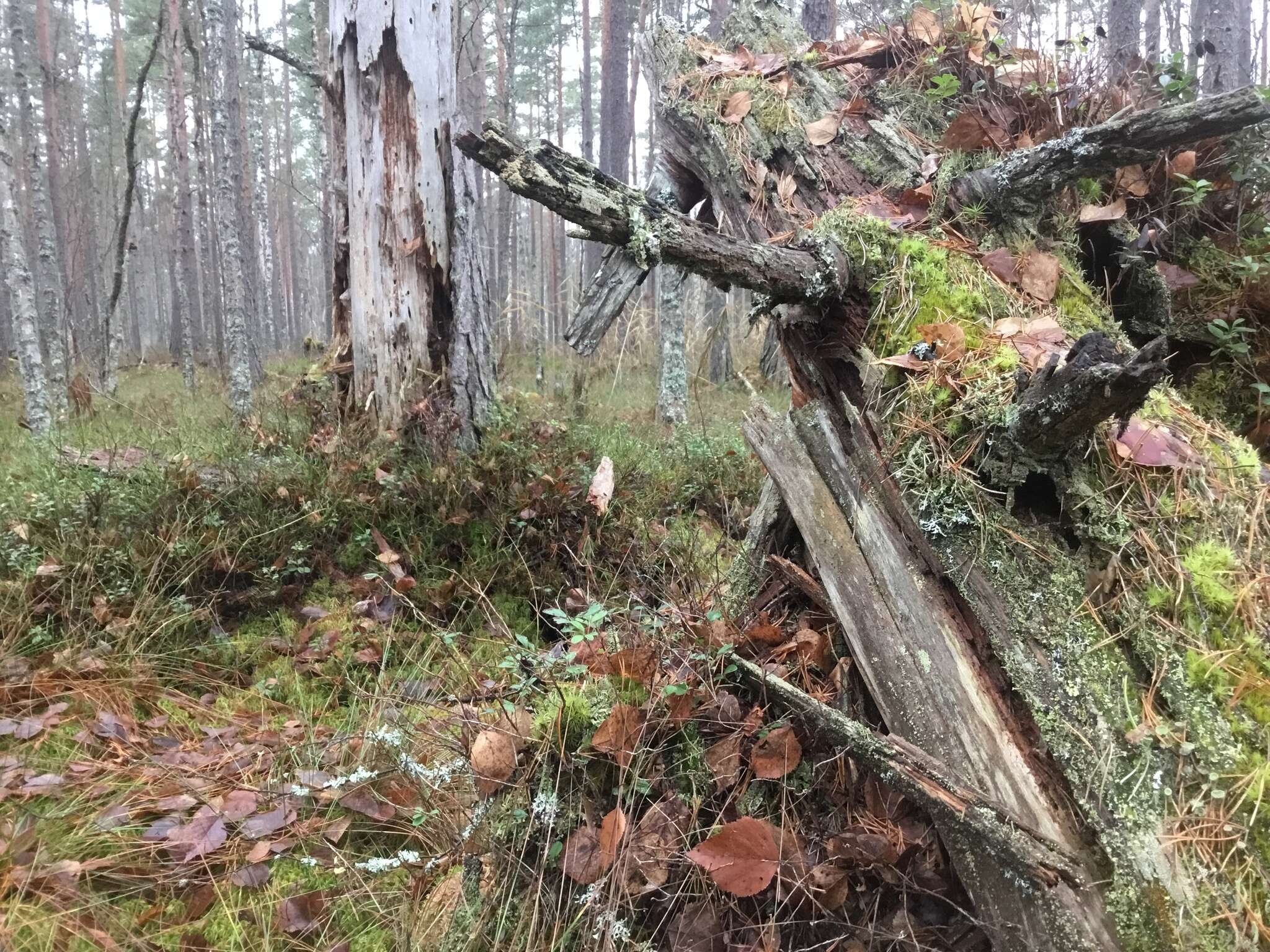 Plancia ëd Cladonia parasitica (Hoffm.) Hoffm.