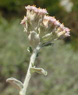 Plecostachys serpyllifolia (Berg.) O. M. Hilliard & B. L. Burtt的圖片