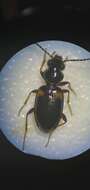 Plancia ëd Bembidion (Bembidion) mutatum Gemminger & Harold 1868