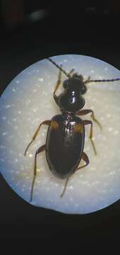 Image of Bembidion (Bembidion) mutatum Gemminger & Harold 1868