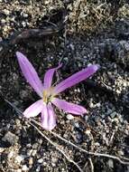 Image de Colchicum montanum L.