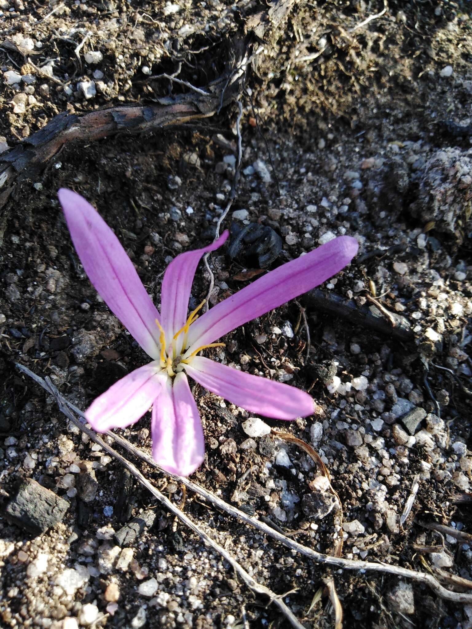 Image de Colchicum montanum L.