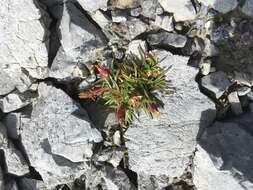 صورة Dianthus glacialis Haenke