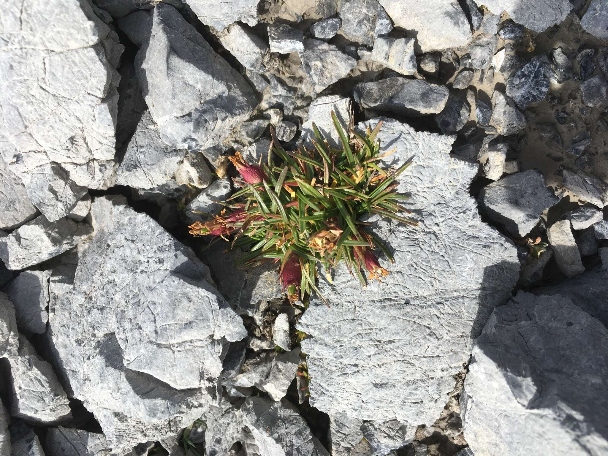 صورة Dianthus glacialis Haenke