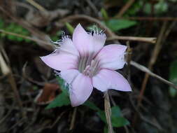 Image of Gentiana rhodantha Franch. ex Hemsl.