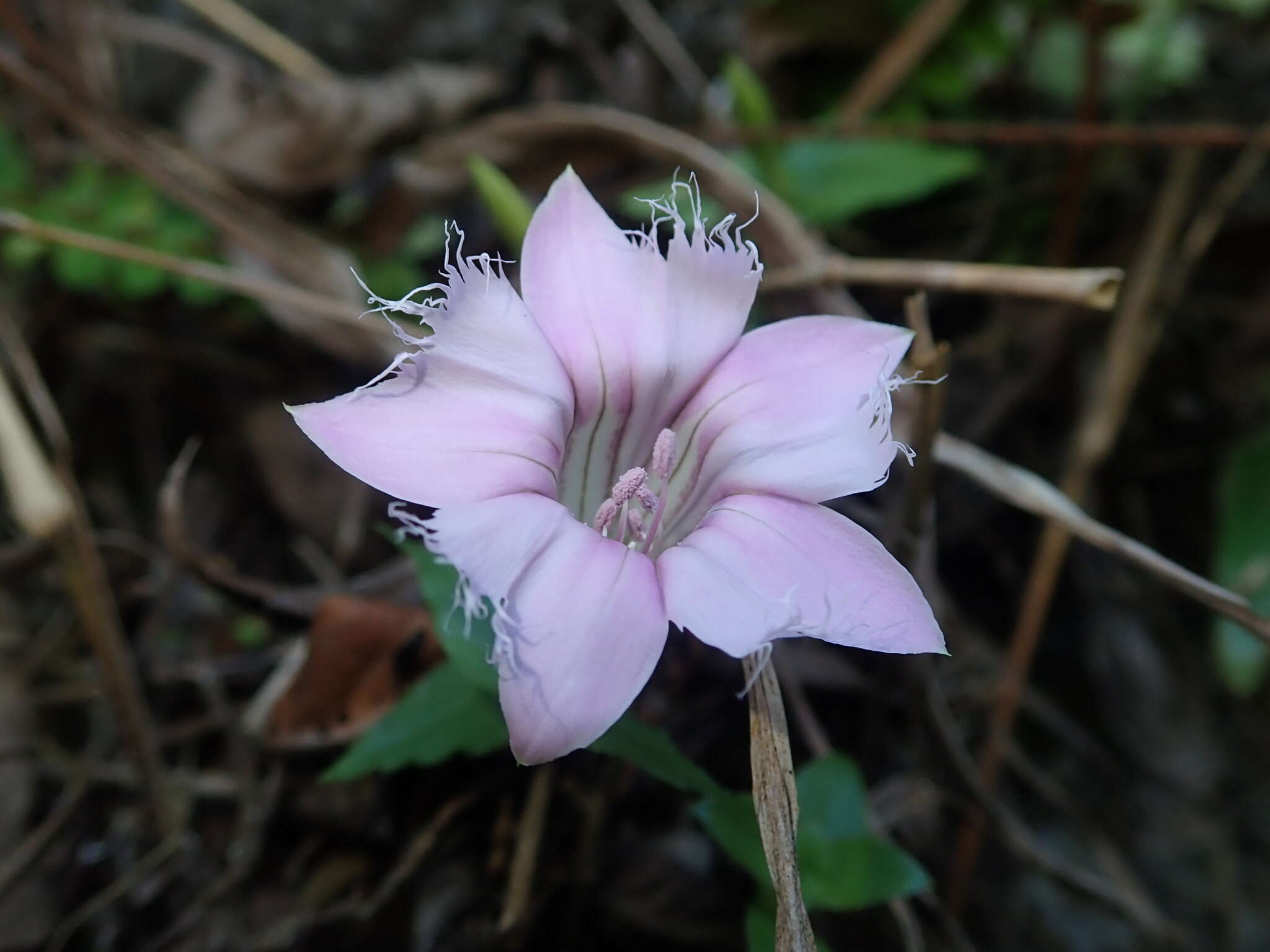 Image of Gentiana rhodantha Franch. ex Hemsl.