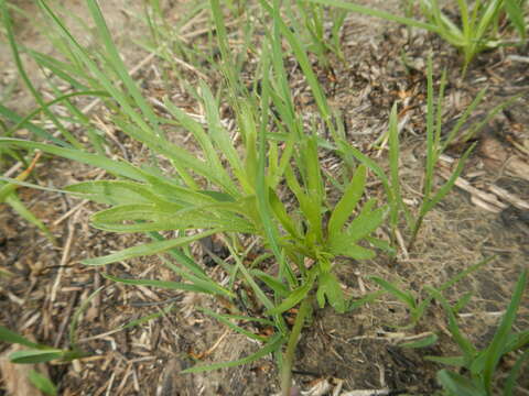 Image of prairie violet