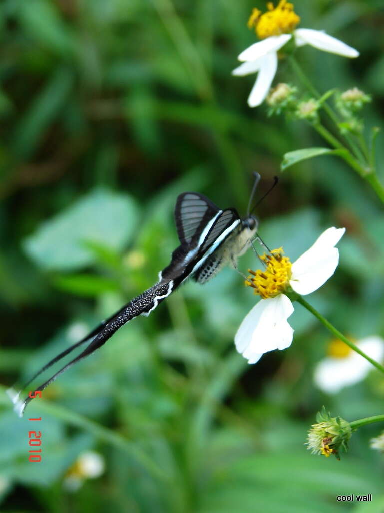 Image of Green Dragontail Butterfly