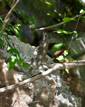 صورة Leiocephalus carinatus aquarius Schwartz & Ogren 1956