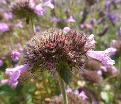 Image of wild basil