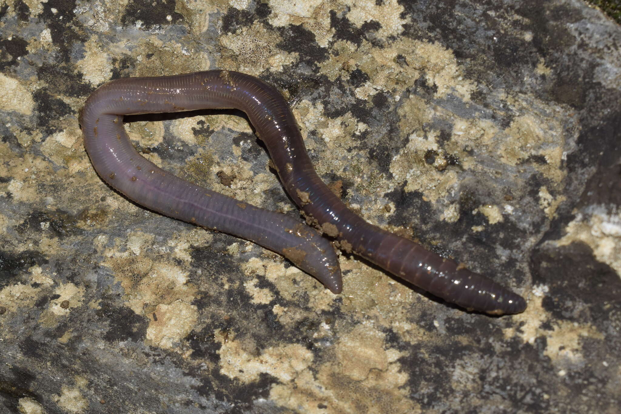 Image of Octodrilus complanatus (Duges 1828)