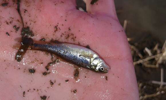 Image of Fathead Minnow